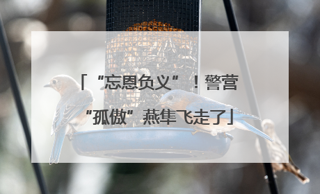 “忘恩负义”！警营“孤傲”燕隼飞走了