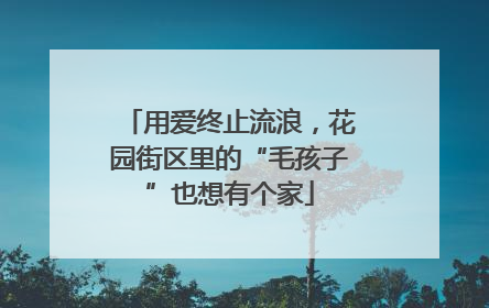 用爱终止流浪，花园街区里的“毛孩子”也想有个家