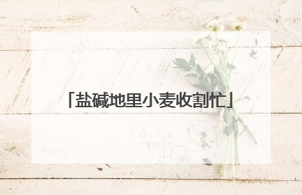 盐碱地里小麦收割忙