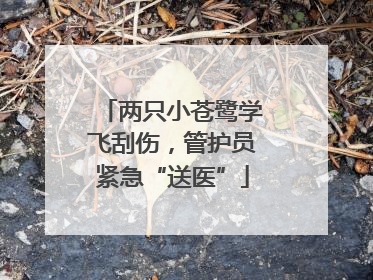 两只小苍鹭学飞刮伤，管护员紧急“送医”