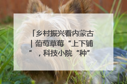 乡村振兴看内蒙古｜葡萄草莓“上下铺”，科技小院“种”出三倍效益