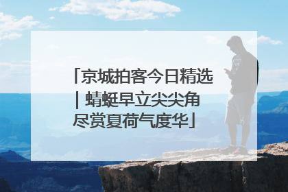京城拍客今日精选｜蜻蜓早立尖尖角 尽赏夏荷气度华
