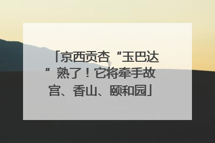京西贡杏“玉巴达”熟了！它将牵手故宫、香山、颐和园