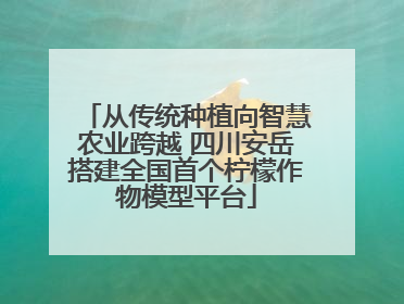 从传统种植向智慧农业跨越 四川安岳搭建全国首个柠檬作物模型平台