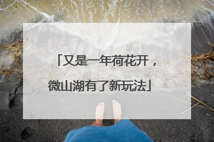 又是一年荷花开，微山湖有了新玩法