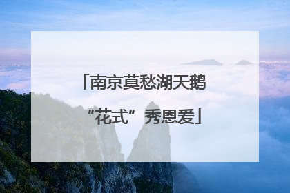 南京莫愁湖天鹅“花式”秀恩爱