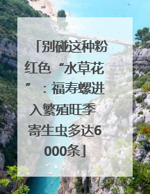别碰这种粉红色“水草花”：福寿螺进入繁殖旺季 寄生虫多达6000条