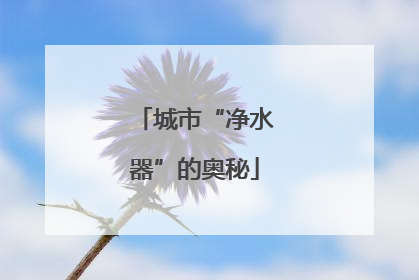 城市“净水器”的奥秘