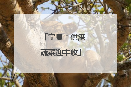 宁夏：供港蔬菜迎丰收