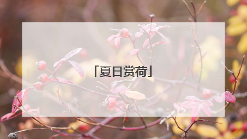 夏日赏荷