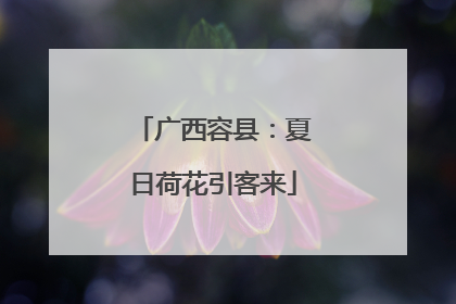 广西容县：夏日荷花引客来