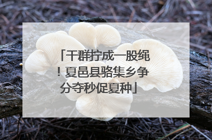 干群拧成一股绳！夏邑县骆集乡争分夺秒促夏种