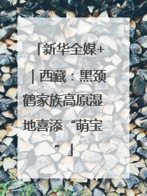 新华全媒+｜西藏：黑颈鹤家族高原湿地喜添“萌宝”