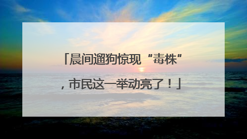 晨间遛狗惊现“毒株”，市民这一举动亮了！