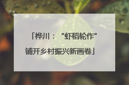 桦川：“虾稻轮作”铺开乡村振兴新画卷