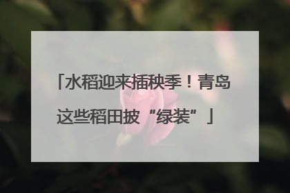 水稻迎来插秧季！青岛这些稻田披“绿装”