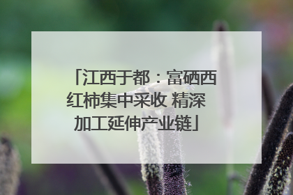 江西于都：富硒西红柿集中采收 精深加工延伸产业链