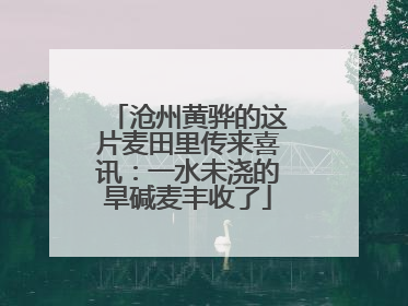 沧州黄骅的这片麦田里传来喜讯：一水未浇的旱碱麦丰收了