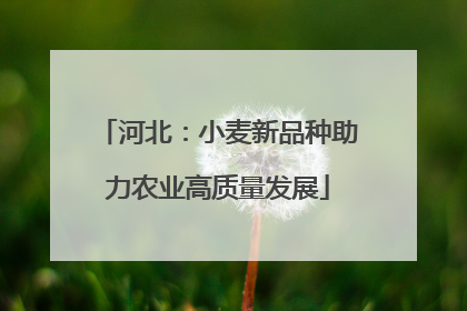 河北：小麦新品种助力农业高质量发展