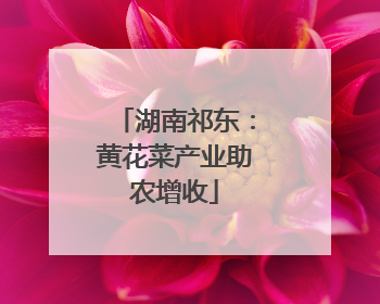 湖南祁东：黄花菜产业助农增收