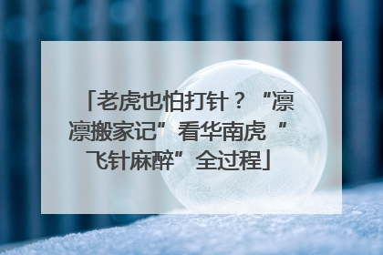 老虎也怕打针？“凛凛搬家记”看华南虎“飞针麻醉”全过程