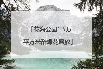 花海公园1.5万平方米醉蝶花盛放