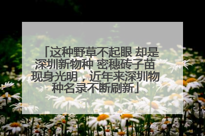 这种野草不起眼 却是深圳新物种 密穗砖子苗现身光明，近年来深圳物种名录不断刷新