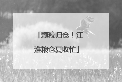 颗粒归仓！江淮粮仓夏收忙
