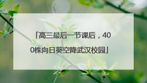 高三最后一节课后，400株向日葵空降武汉校园